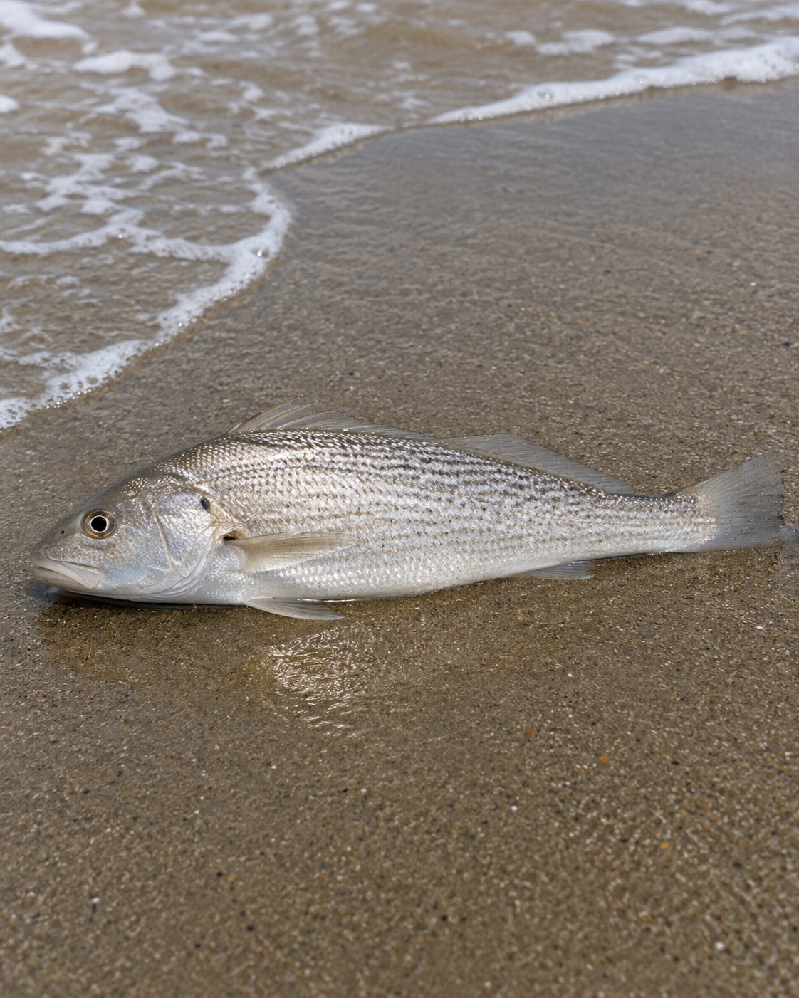Field-guide illustration of California Corbina