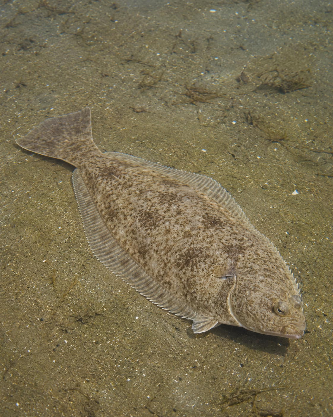 Field-guide illustration of California Halibut