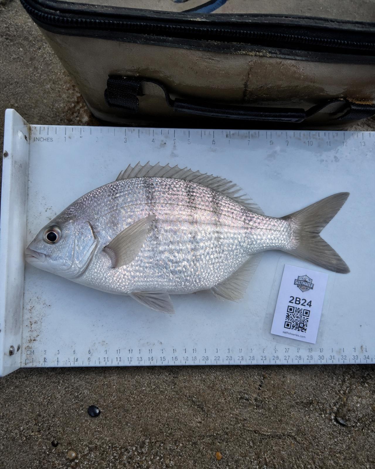 Silver surf fish laid on a measuring board with an event identifier