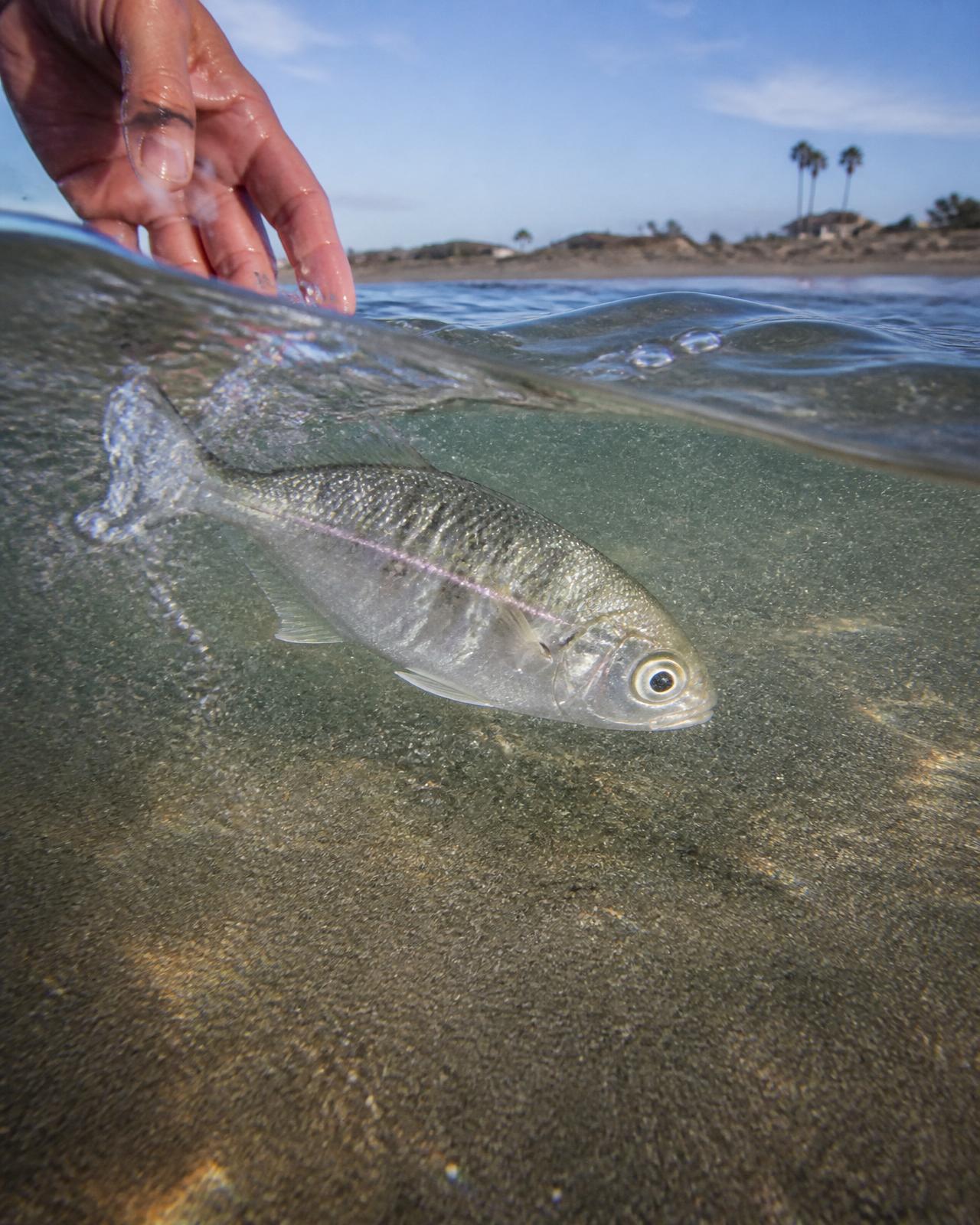A fish swimming away into a clear Pacific wave